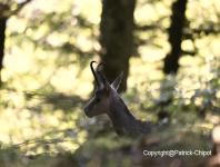 images/chamois/chamois-02-17-aout-2014 copie.jpg